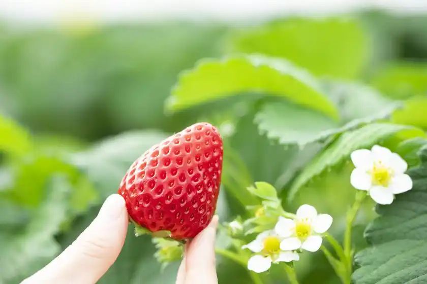静岡生まれのいちご「紅ほっぺ」