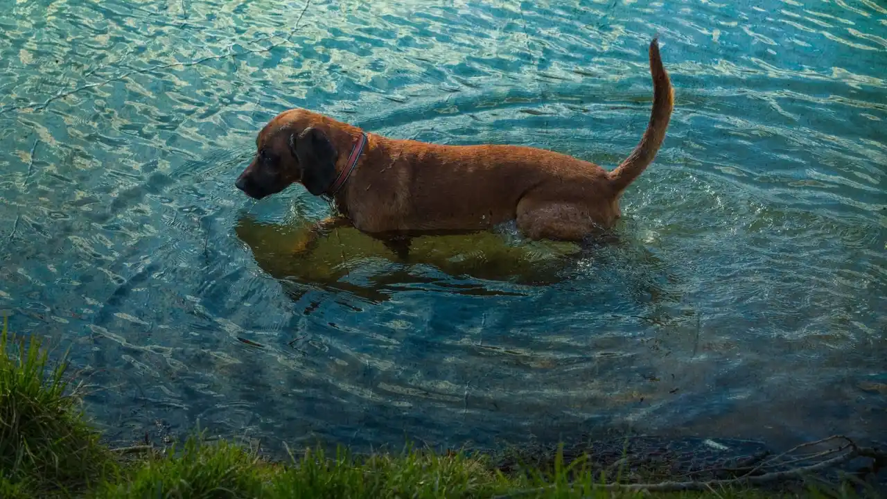 【株式会社キュービック】 【愛犬家の認知度9.4%】夏のレジャーに潜む「レプトスピラ症」。見過ごされがちな水遊びの3大リスクと安全対策を『weDOG』が公開