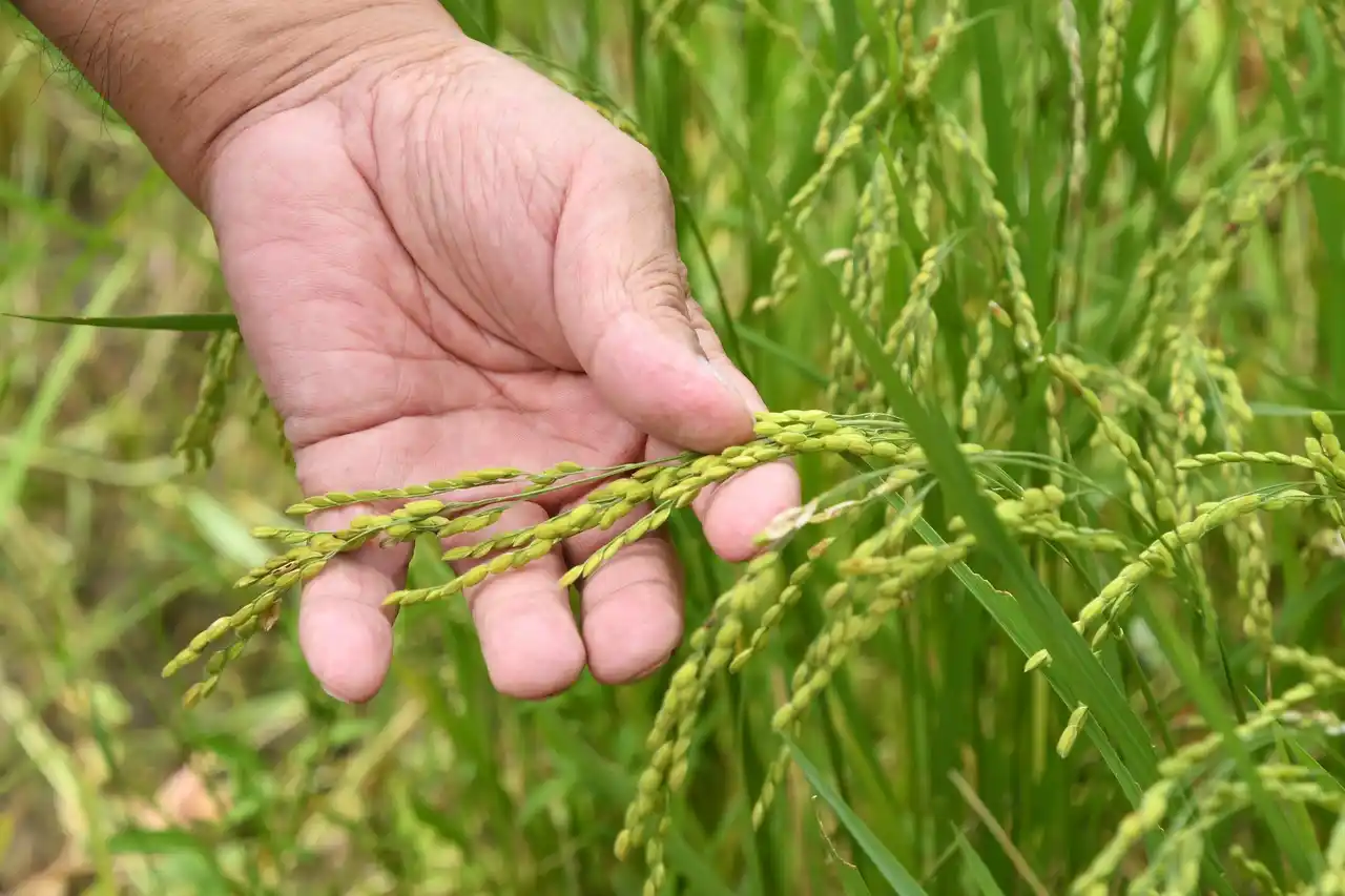 【三重県菰野町】 物価高騰対応、菰野町が子育て世帯にお米券を支給