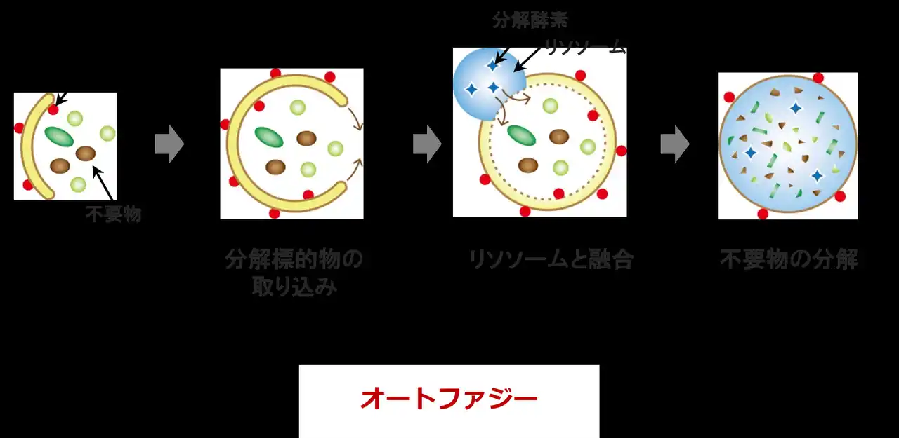 (株)成和化成　iVC HGAに老化細胞の若返り作用を確認