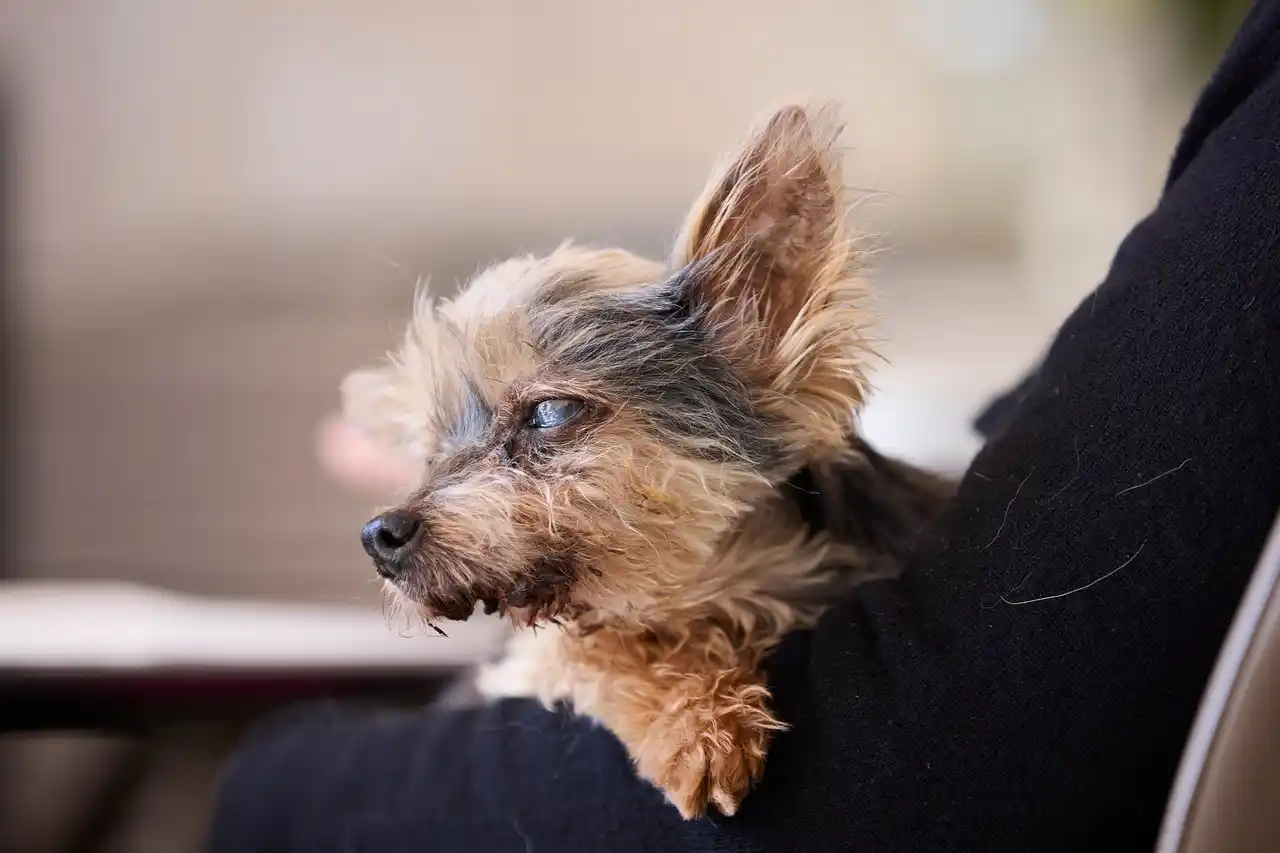 【株式会社エムズ】 【エムズ】売上高の0.2％を動物保護へ。「命に寄り添うCSR活動」でつなぐ笑顔の輪