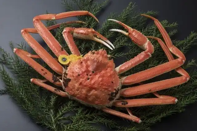 12月13日(土)14日(日)【福井フードテインメント2025in東京】11月漁解禁の「越前がに」グルメも販売！ミュージカル『青春-AOHARU-鉄道』トークイベントや特別番組MC桂宮治師匠も登場！