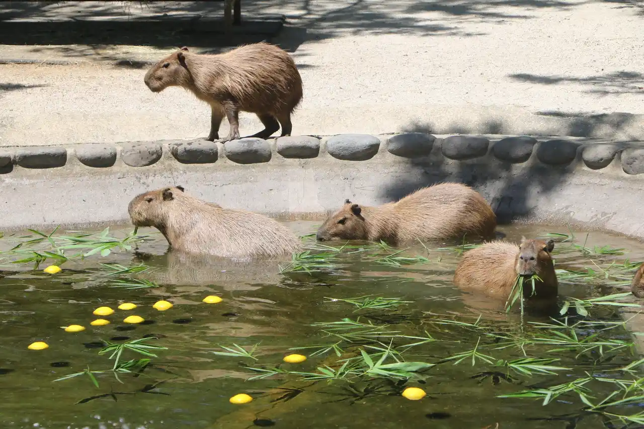 カピバラ冷泉開催【国営海の中道海浜公園】