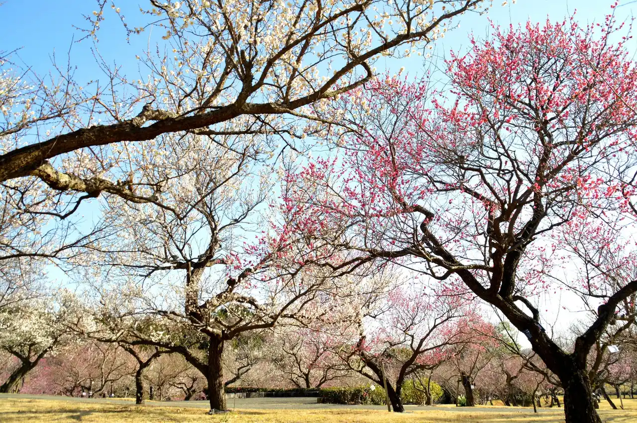 【入園無料】例年よりも早い「梅」の開花！関東最多級の名所・約300品種500本「梅まつり」2026年1月24日（土）より開催（小田原フラワーガーデン）