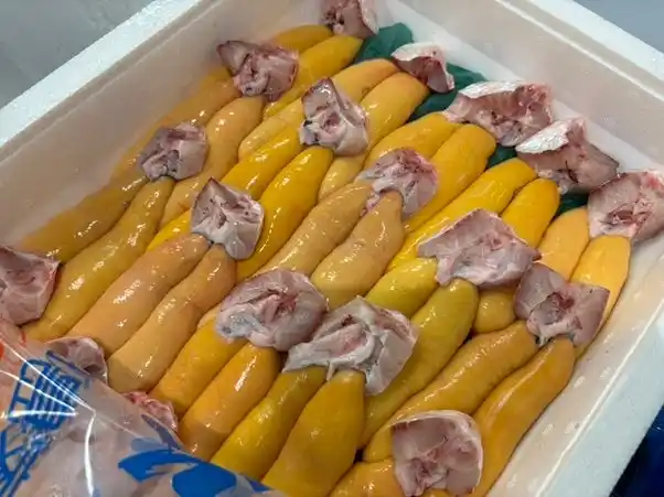 ボラ漁の解禁で市場への入荷量増加！今が仕込みの最適期です。「ボラ子で自家製カラスミ作り」セットがお取り寄せできます。