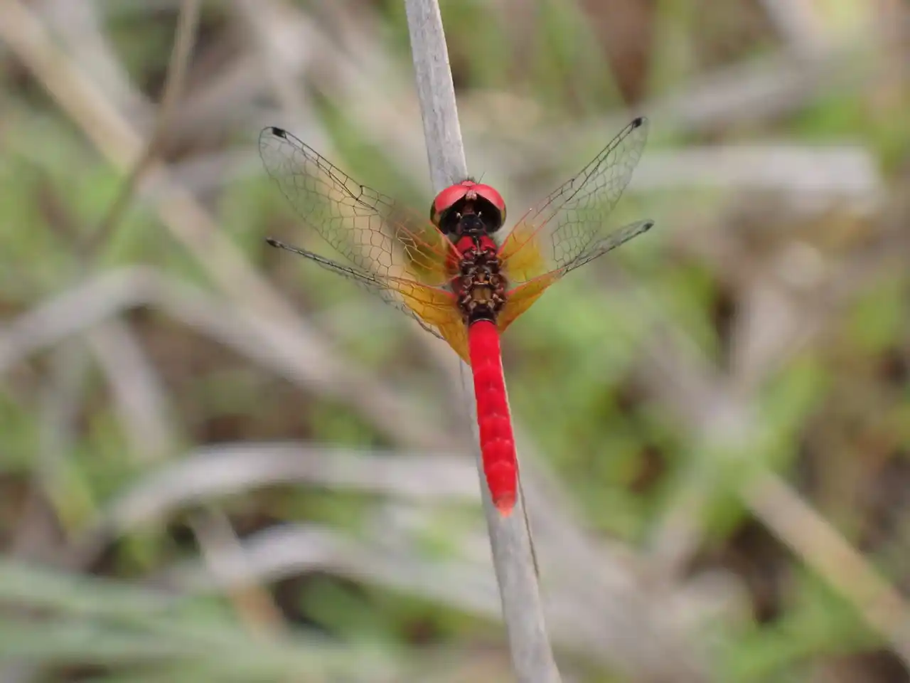 【株式会社ゴールドウイン】 富山県小矢部市で生物多様性保全プロジェクトを開始