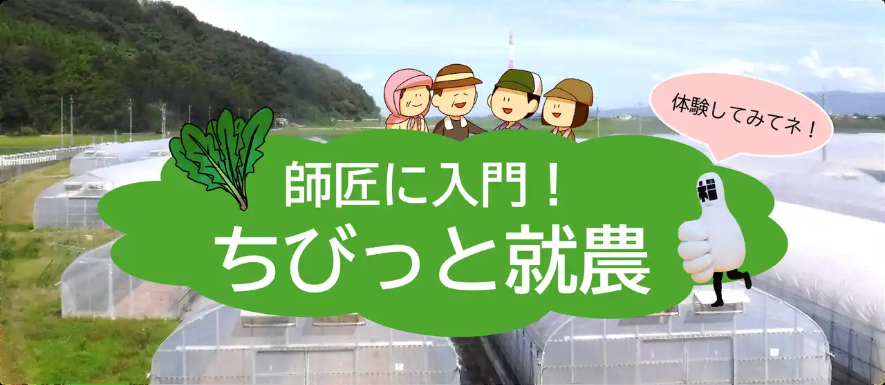 《福井県福井市》交通費・宿泊費助成！！農業の面白さ・奥深さを体感！ホウレンソウ農家のもとで”ちびっと”就農してみませんか。『３日間（９/１８～２０）の就農体験』参加者募集中！
