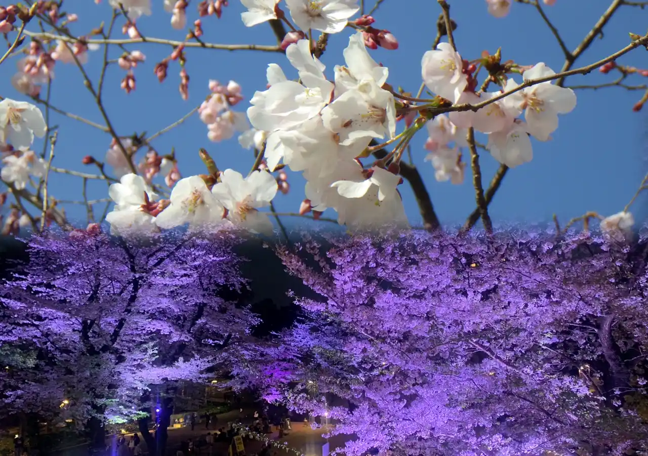 【一般財団法人 公園財団　Parks Japan.F】 新宿中央公園の桜・夜桜ライトアップ