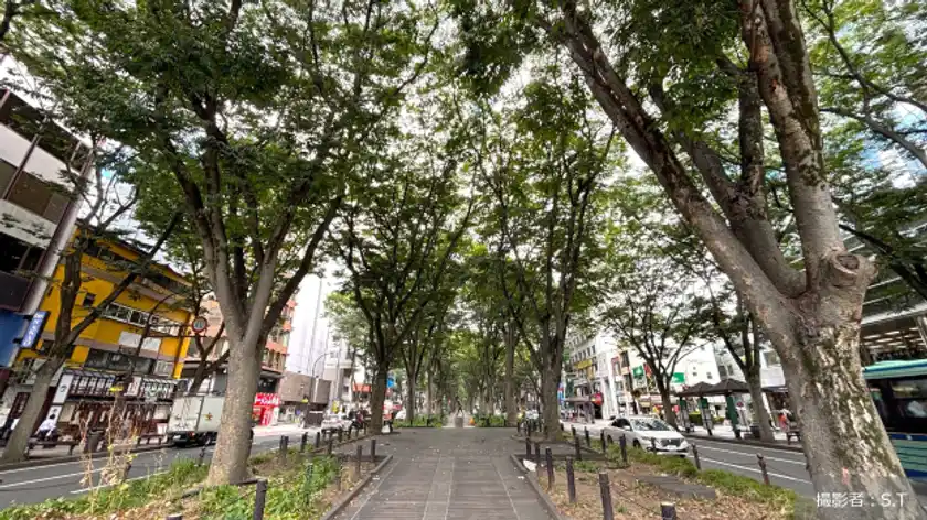 街路樹はただの木じゃない。私たちの暮らしを支えるその役割とは？