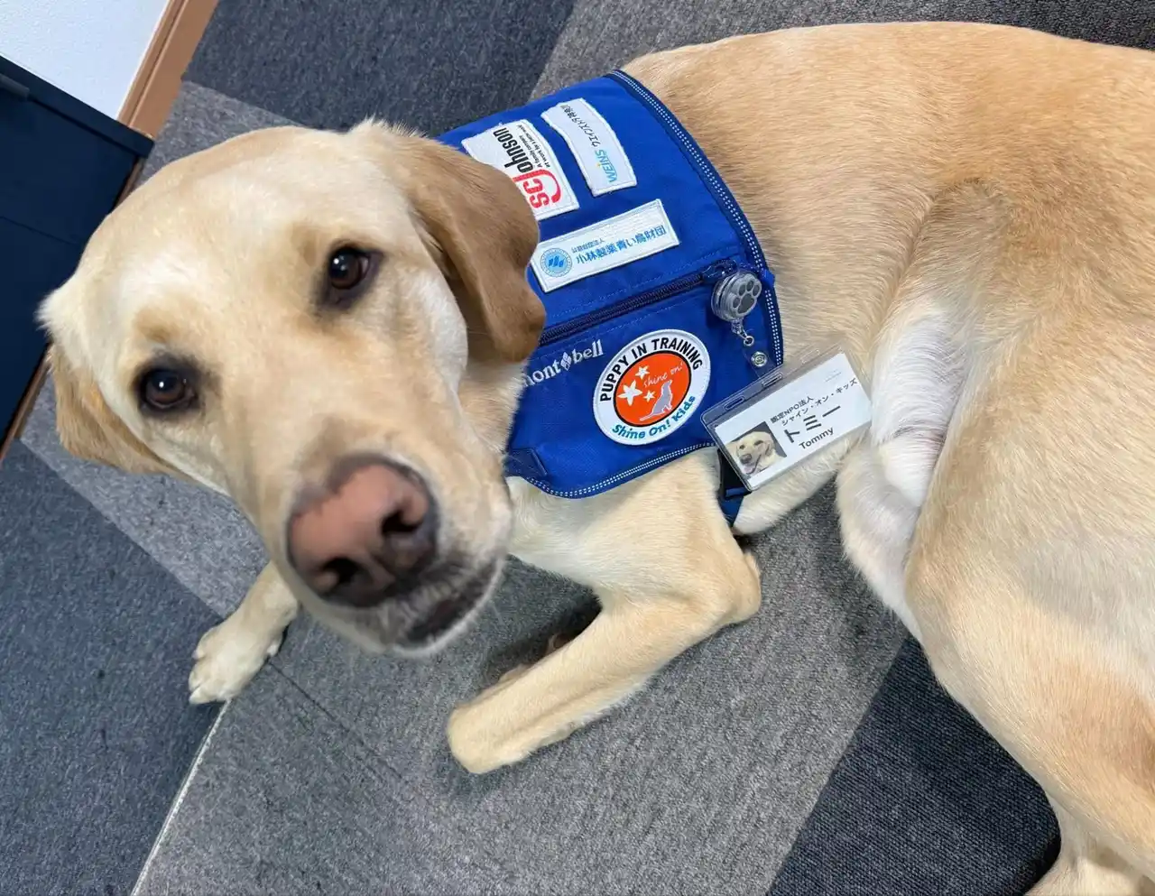 ホスピタル・ファシリティドッグ育成事業「小林製薬 青い鳥財団」2025年度助成に採択。育成体制強化へ