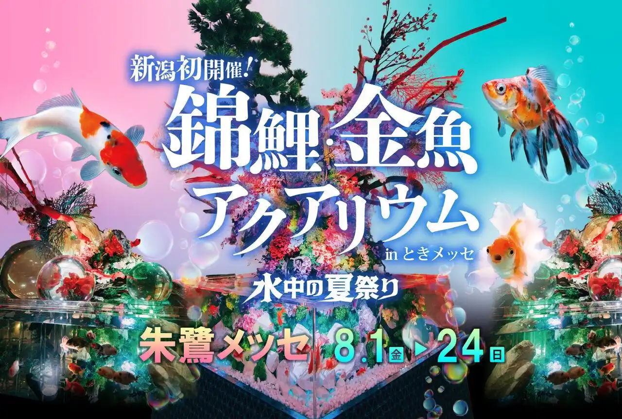 【株式会社UWS ENTERTAINMENT】 圧巻の高さ 6m のアート水槽に包まれる没入空間「錦鯉・金魚アクアリウム in ときメッセ」が本日より開催！新潟発祥の希少金魚『タマサバ』をはじめ、金魚と錦鯉あわせて70種1000匹が大集結