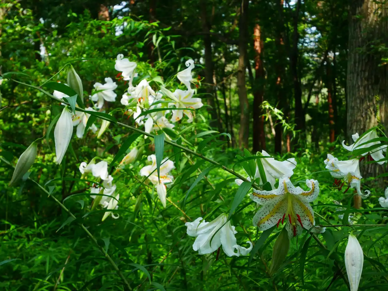 【一般財団法人 公園財団　Parks Japan.F】 里山の宝石「ヤマユリ」咲き始めました（国営武蔵丘陵森林公園）