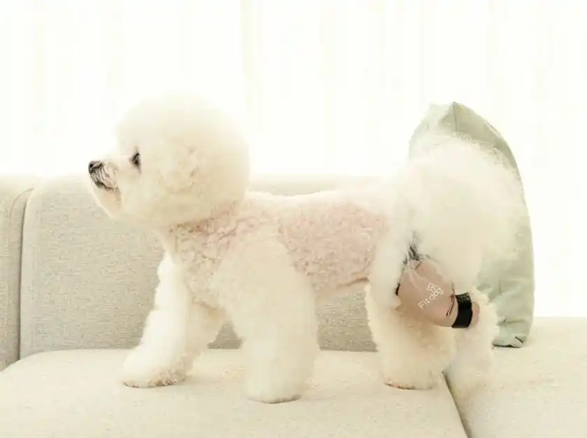 韓国発・犬体工学サポーター『Fitdog(フィットドッグ)』楽天市場進出に続き、日本の有力バイヤーから問い合わせが相次ぐ！B2B市場への本格参入を開始