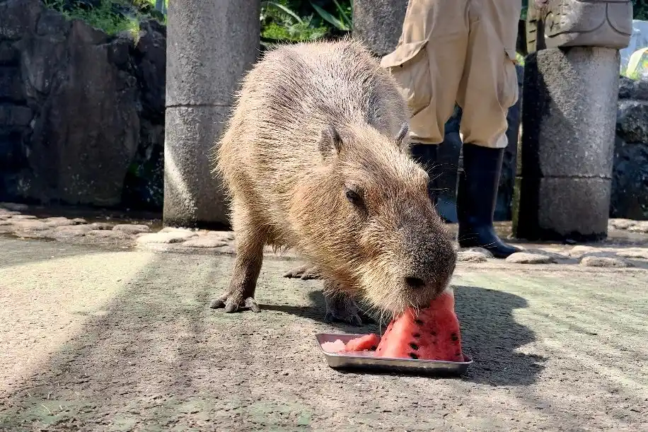 【株式会社伊豆シャボテン公園】 5園国コラボ対決！伊豆VS長崎VS埼玉VS那須VS石川『第10回カピバラのスイカ早食い競争』開催