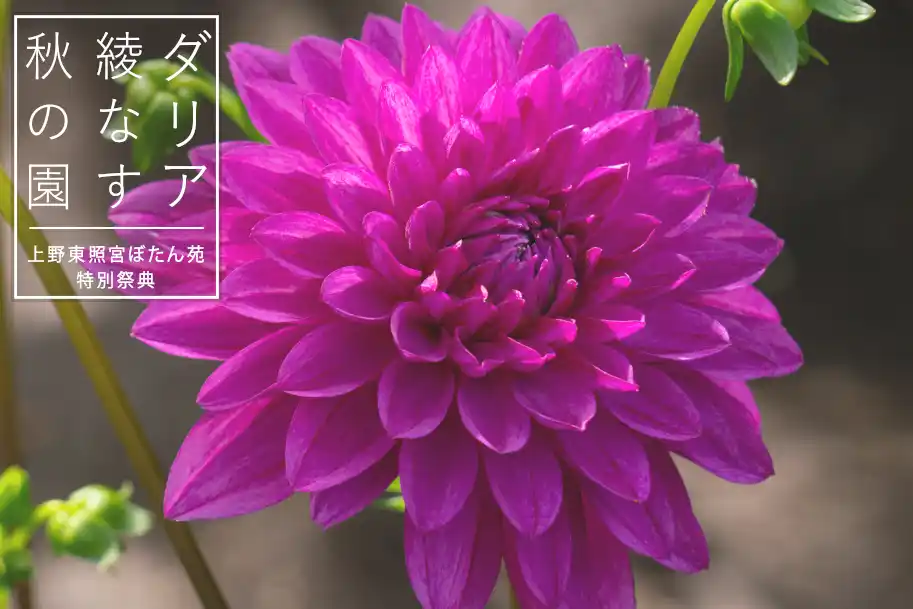 【東照宮】 100種200株以上のダリアが秋の庭園を彩る『上野東照宮ぼたん苑 特別祭典　ダリア綾なす秋の園』　2025年9月20日(土)～11月3日(月)開催