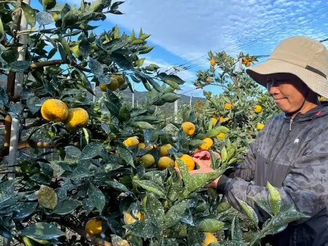 【徳島農大そらそうじゃ】 徳島農大そらそうじゃ×阿波すず香生産者×ハレルヤ　　　　　　　　新商品「阿波すず香のブッセ」新発売