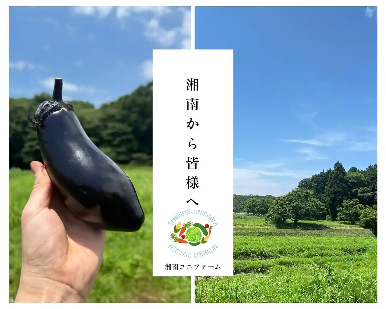 【株式会社ユニファイジャパン】 湘南の畑から“やさしさ野菜”をお届け。株式会社ユニファイヘルスケアが運営する「湘南ユニファーム」、行幸マルシェに初出店