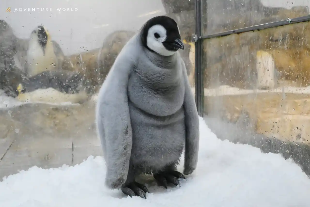 【アドベンチャーワールド】 年末の大掃除！次の一年も健やかに過ごせますように エンペラーペンギン親子の部屋を隅々までキレイに