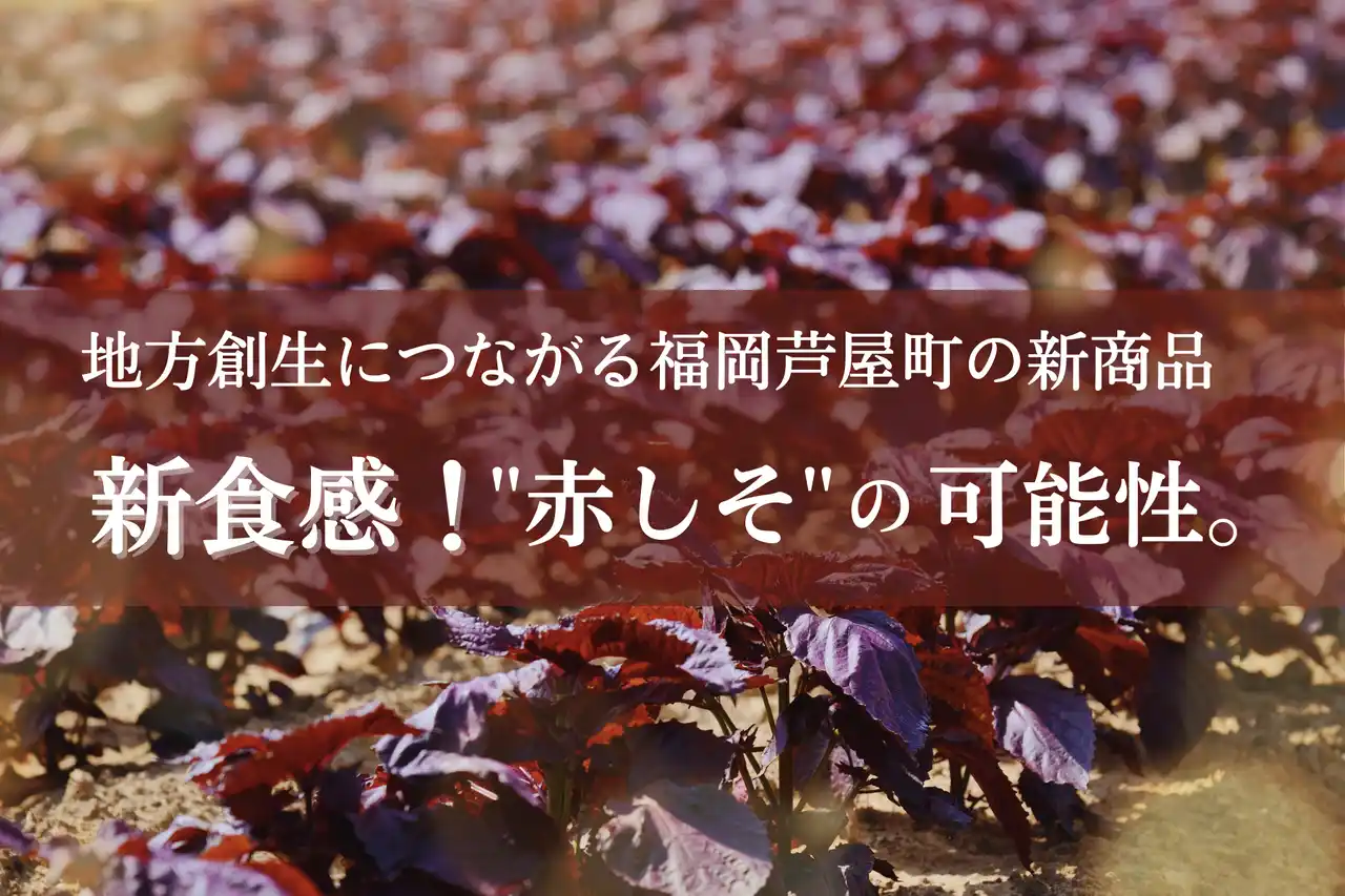 サクッ、ほろっ、ふわ～。新食感がクセになる「そのまま食べる赤しそ」。福岡県芦屋町の特産品を使った「サクッと赤しそ」9月1日販売開始