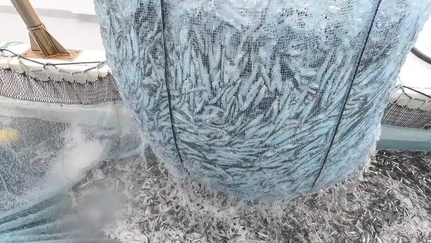 小イワシ漁