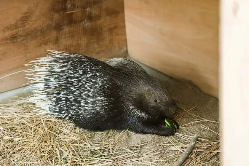 小屋で落ち着くヤマアラシ