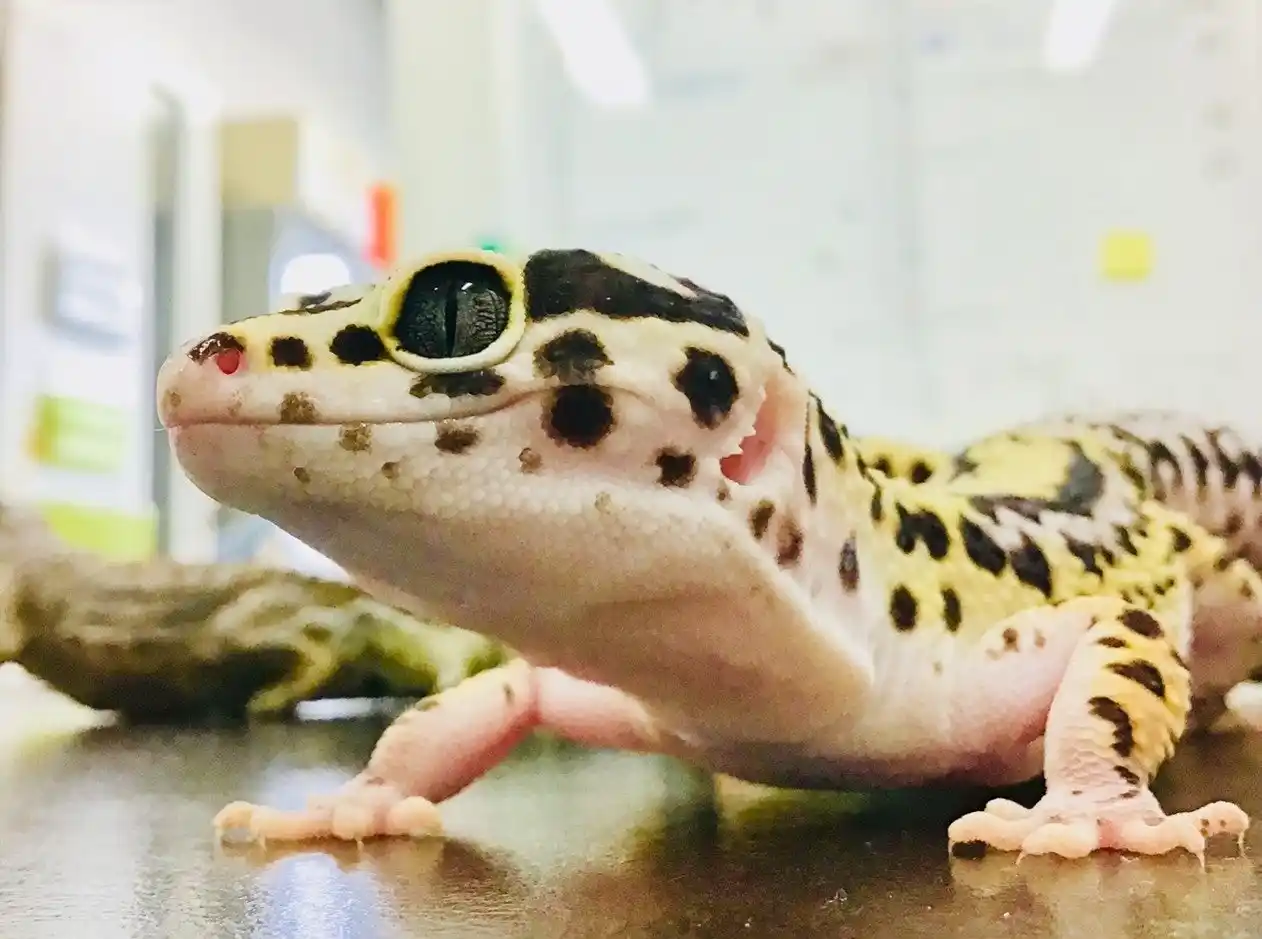 【東京理科大学】 温度による性決定の背後にある遺伝子発現ダイナミクスを解明 ～爬虫類有鱗目を対象とした世界初の網羅的解析、性決定メカニズム解明に一歩前進～