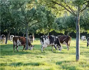 【Cniel】 フランス酪農、持続可能性への挑戦脱炭素・再エネ・気候適応を包括した最新レポートを発表