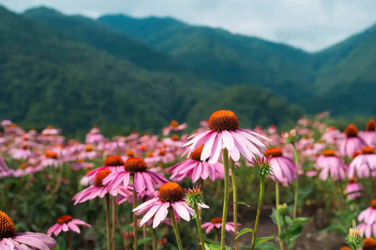 【アルペンローゼ株式会社】B Corp(TM) 認証を取得！