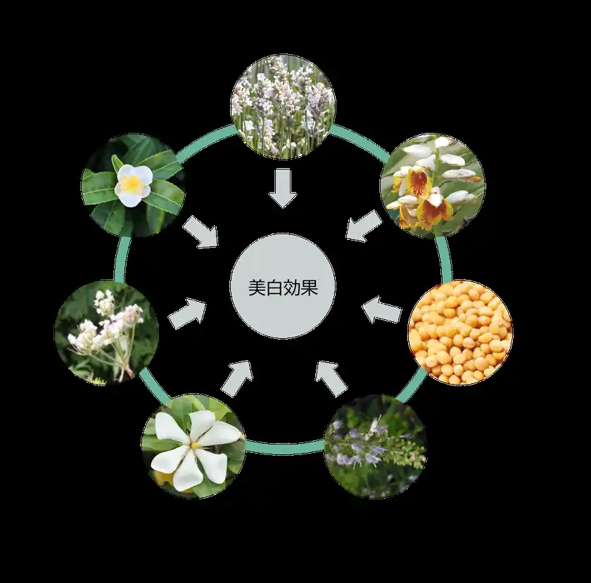 7種類の植物の組み合わせ