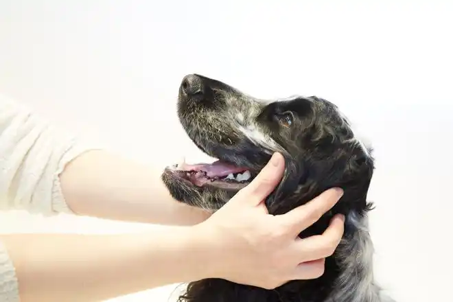 「アニコム ビッグデータ MA-T 臨床科学共同研究講座」を設置します