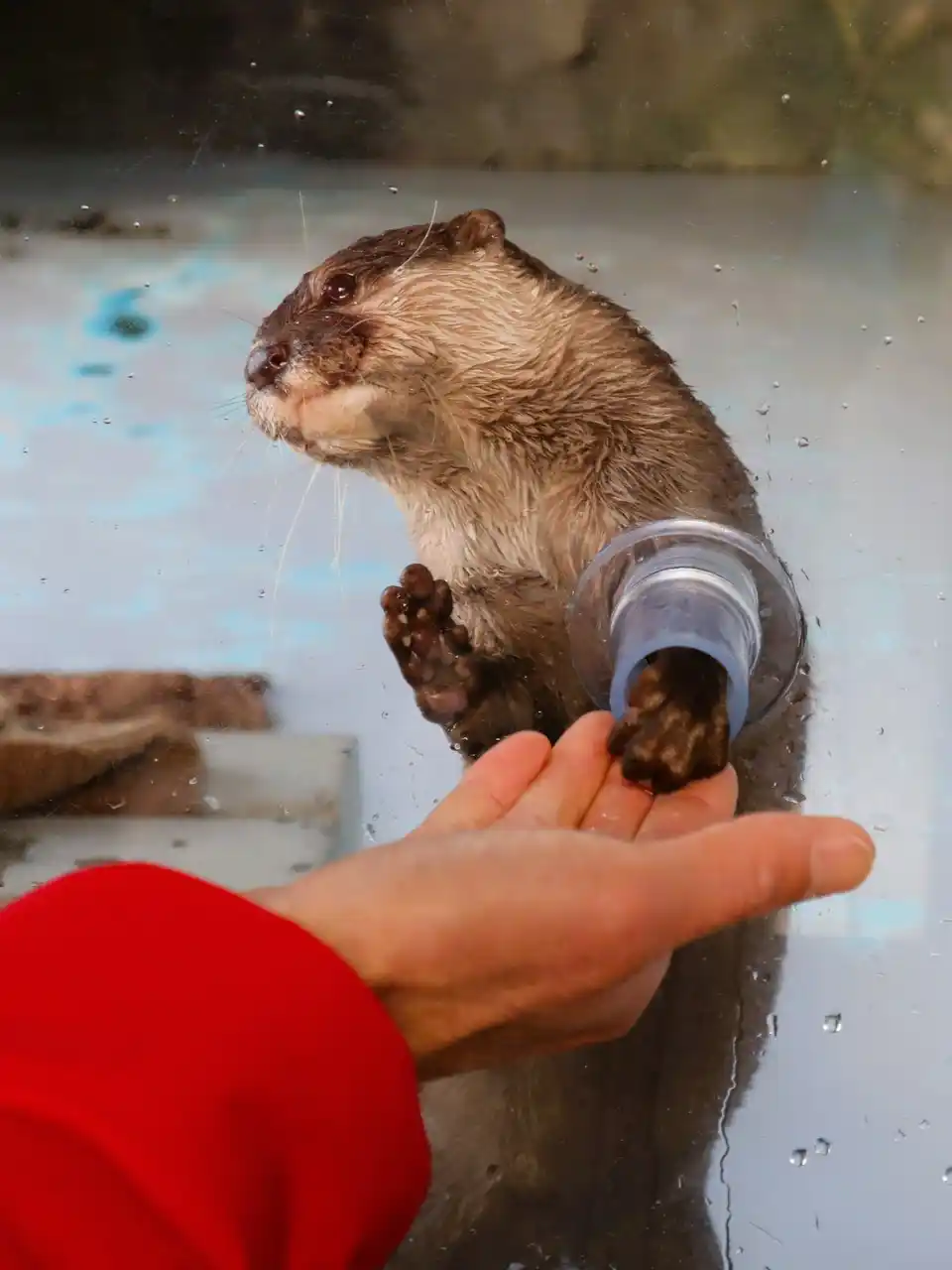 【株式会社四国水族館開発】 四国水族館で「コツメカワウソのふれあい体験」 2026年2月6日（金）よりスタート！