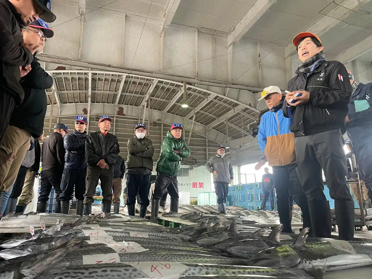【舞鶴市】 京都の冬の味覚！脂のり抜群の「特選京鰆（きょうさわら）」の出荷が舞鶴でスタート