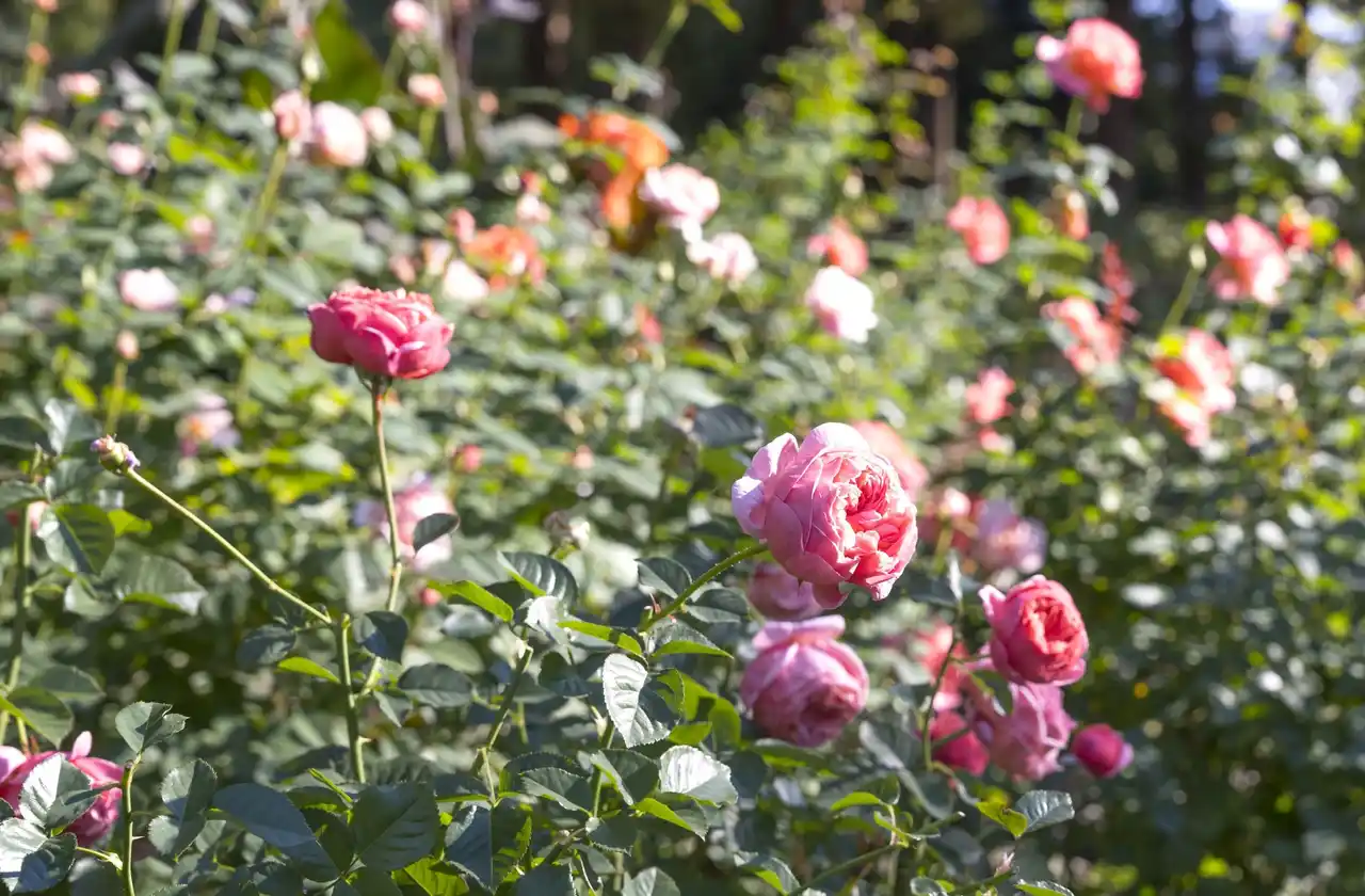 6万人超えの来場を春バラシーズンに記録した／練馬区立 四季の香ローズガーデン／豊潤な香りと深い色合いの秋バラが見ごろを迎える
