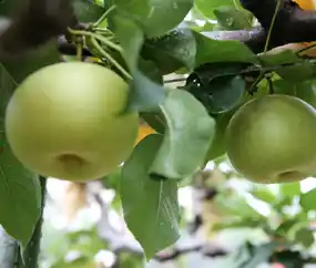 【鳥取県】 今年は過去20年で最も甘い出来栄え！“蛇口”から梨ジュースが注げる夢のような体験も「とっとり梨フェア」新橋アンテナショップで期間限定開催