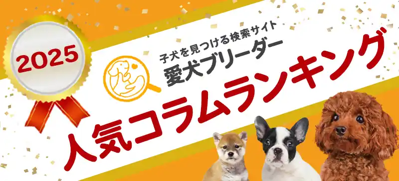 2025年最も読まれたコラムは？『愛犬ブリーダー』閲覧数ランキングTOP10公開！
