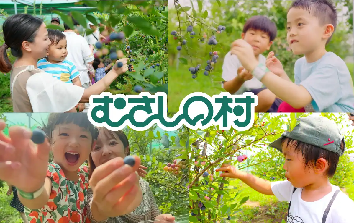 【遊園地むさしの村】遊園地でブルーベリー狩りを楽しもう！「ブルーベリー狩り」7月12日から開催！(埼玉県加須市)