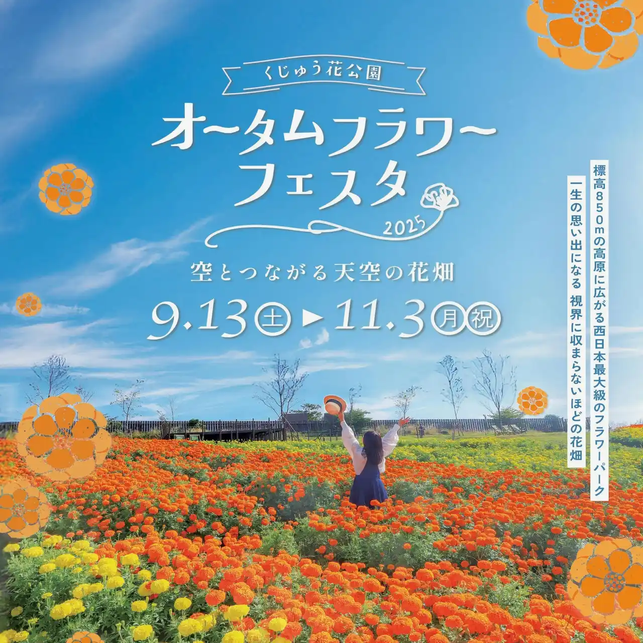 【くじゅう花公園】 九州最大規模のケイトウ畑「ブライトスパークス」が高原を染上げる