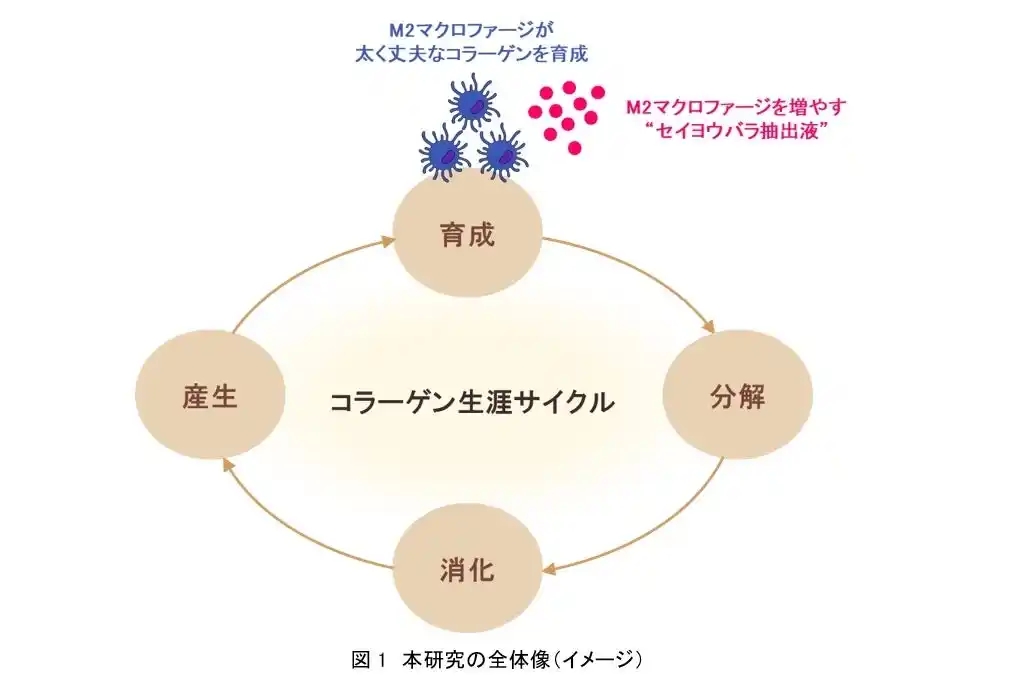 【株式会社資生堂】 資生堂、M2マクロファージが太く丈夫なコラーゲンを「育成」することを発見　～セイヨウバラ抽出液がM2マクロファージの分化を促進～