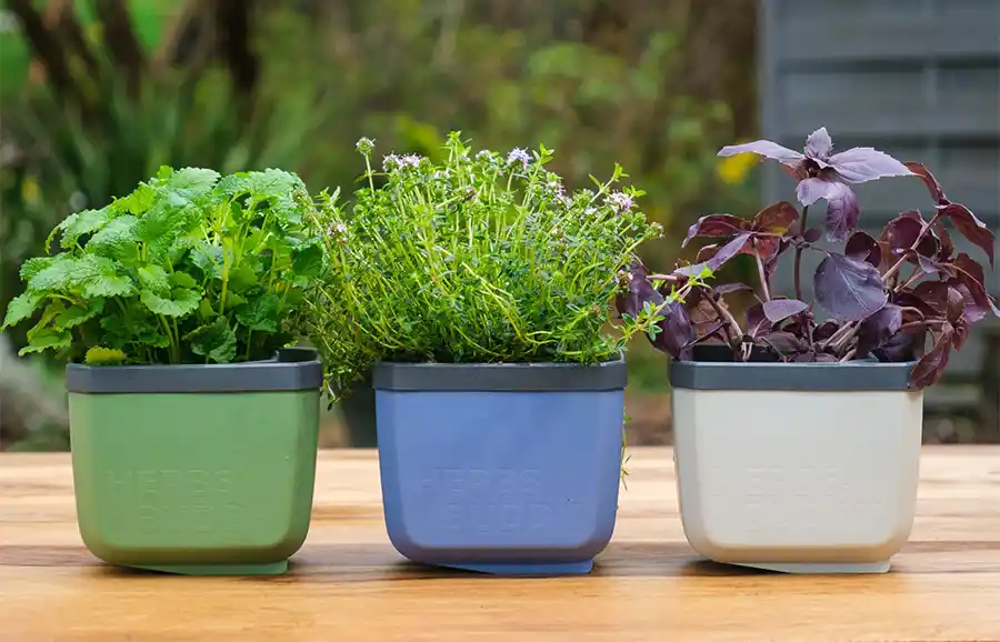 「HERBS BUDDY」Makuakeプロジェクト、目標を大幅達成！