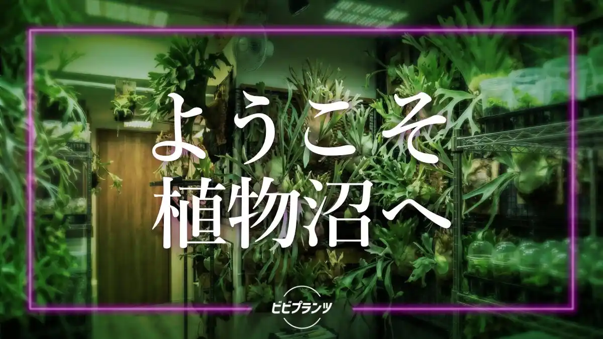 珍奇植物を「インテリアの脇役」から「生きるマスターピース」へ。ブームの先を行く大人が密かに買い揃える"育成ギア"とは。