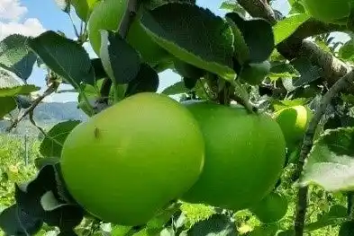 ～栽培品種50種超―飯綱町から、夏のりんごの魅力を発信～