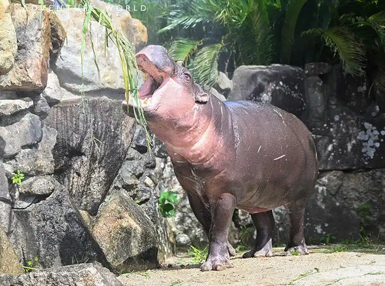 【アドベンチャーワールド】 「NIFREL（ニフレル）」から仲間入りしたミニカバがいよいよ公開！２０２５年８月１日（金）～