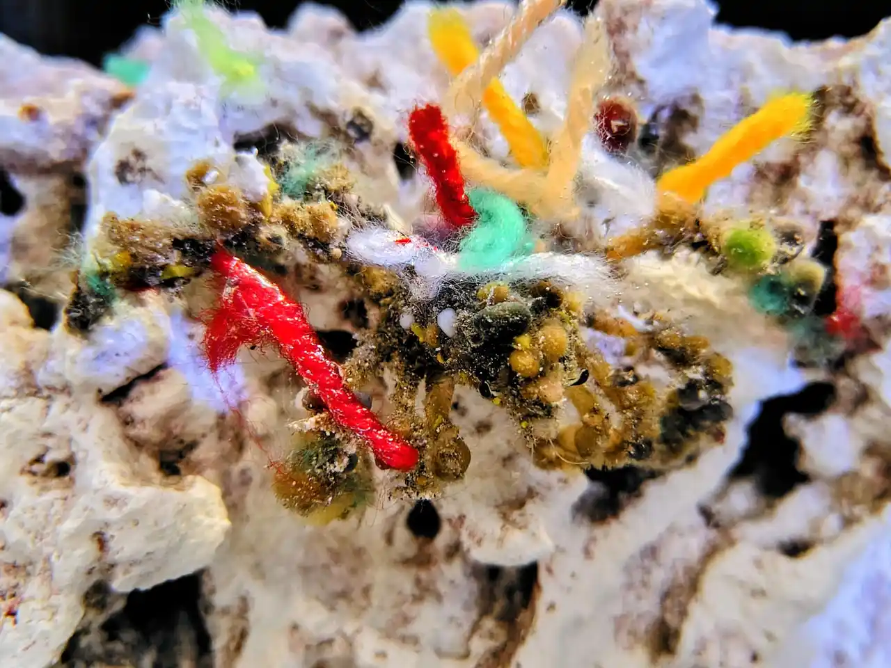 アトアで特別な冬を楽しもう！クリスマス期間限定の特別水槽や、高さ8メートルの巨大ツリーが登場！