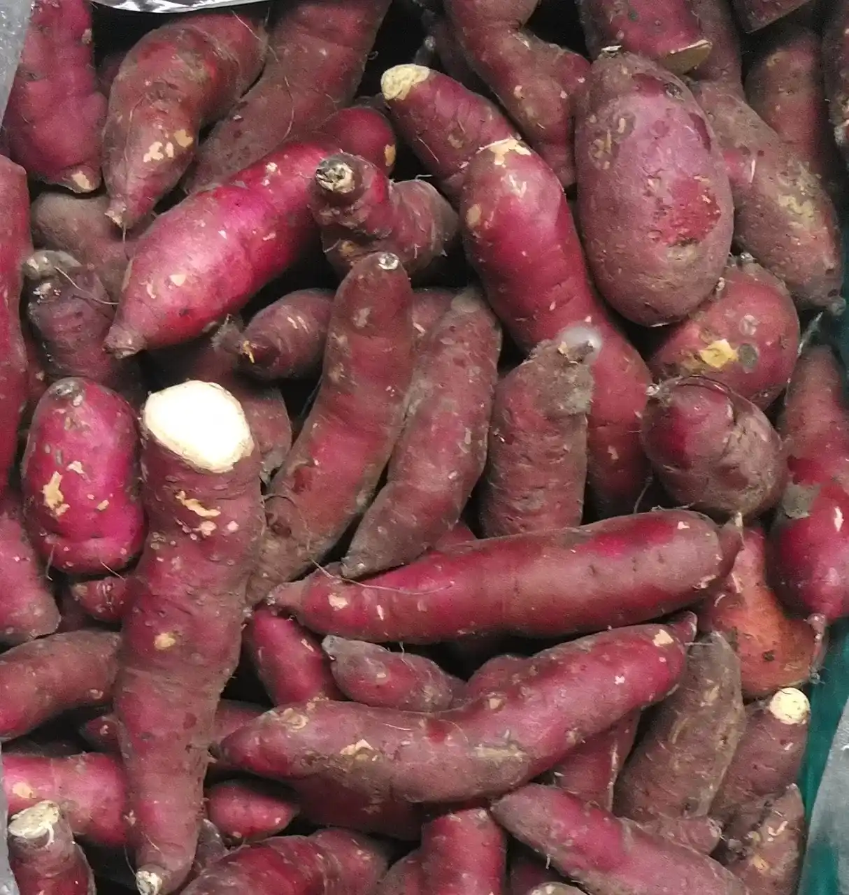 【カドウフーズ株式会社】 🍠 【規格外 有機野菜を救う！】カドウフーズが有機JAS認証を取得！農家・販売者様の困りごとを解決し、持続可能な食の未来を創ります