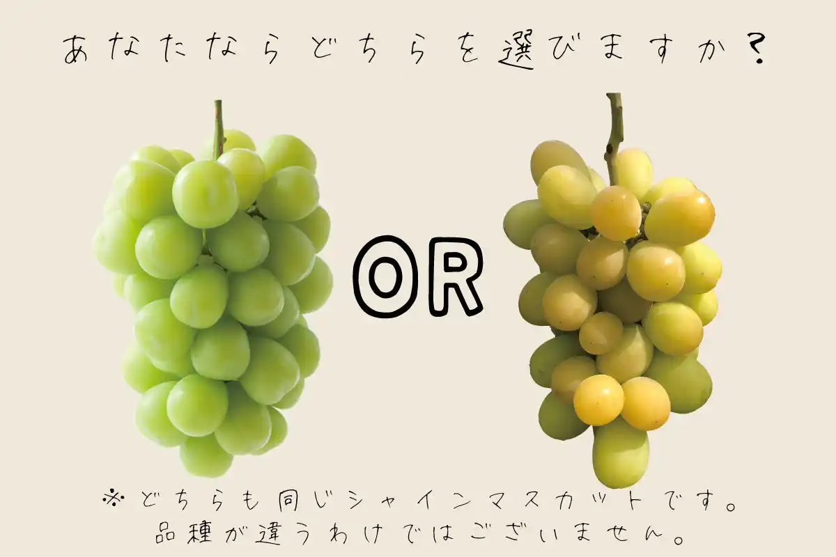 【大人シャインマスカット(R)・こどもシャインマスカット(R)】黄色く完熟したシャインマスカットを数量限定販売【糖度20度以上保証】