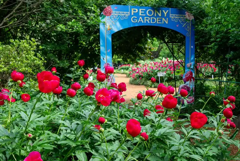 シャクヤク・スカーレットオハラ(4月末~5月初旬)