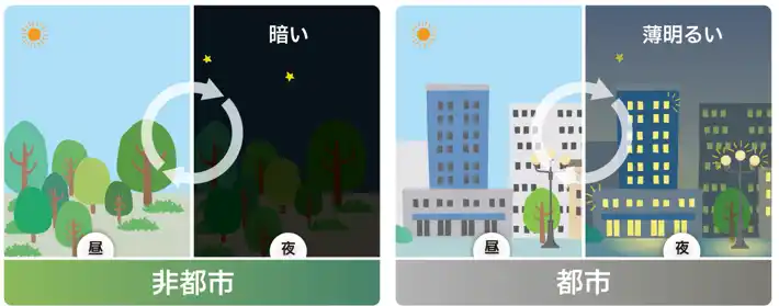 【国立大学法人千葉大学】 光害は昆虫の体内時計を撹乱し、寿命を短くする～都市の個体は夜間光に対抗する術を進化させる～