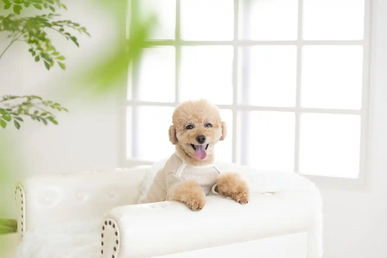 “社員犬101匹と一緒にPR”　犬専門フォトスタジオが西宮に移転オープン。犬が広報する前代未聞のPR戦略でクラファン162万円を達成