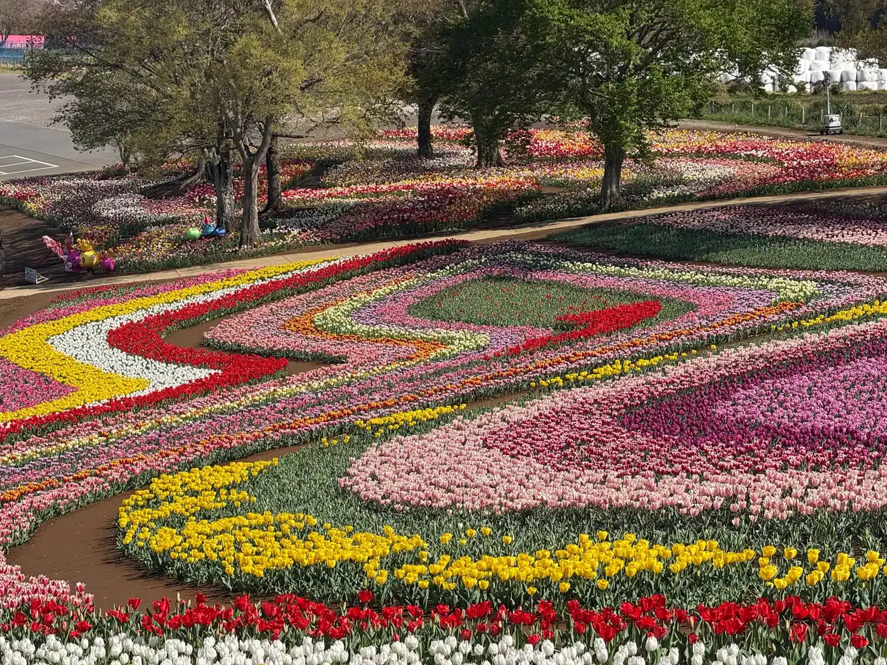 【東京ドイツ村】 地域と咲かせる希望のバトン「スーパーレインボーフェス」へチューリップの球根5,000球を無償提供