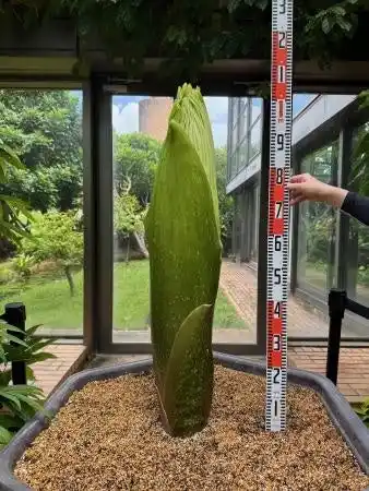 【海洋博公園】～県内初公開　デカイ！クサイ！～世界最大級の花　「ショクダイオオコンニャク」開花間近